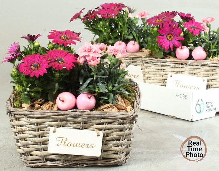 <h4>ARR TUINPLANTEN</h4>