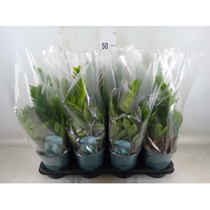 Zamioculcas zamiifolia