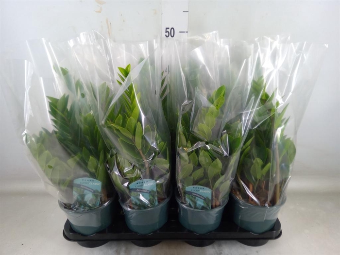 <h4>Zamioculcas zamiifolia</h4>