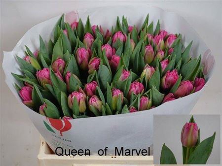 <h4>Tu Du Queen Of Marvel</h4>