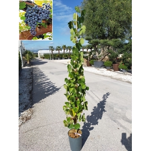 Vitis vinifera