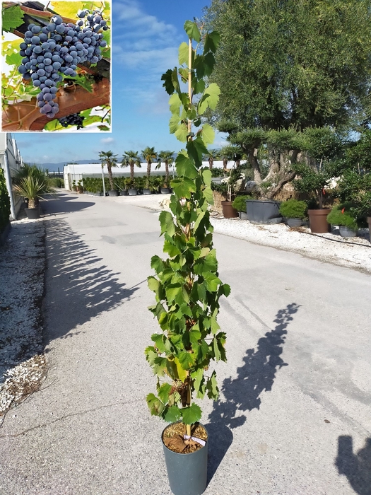 <h4>Vitis vinifera</h4>