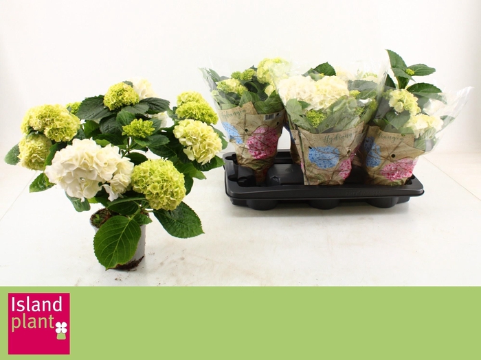 <h4>HYDR M SCHNEEBALL</h4>