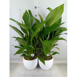 Spathiphyllum  'Bingo Cupido'