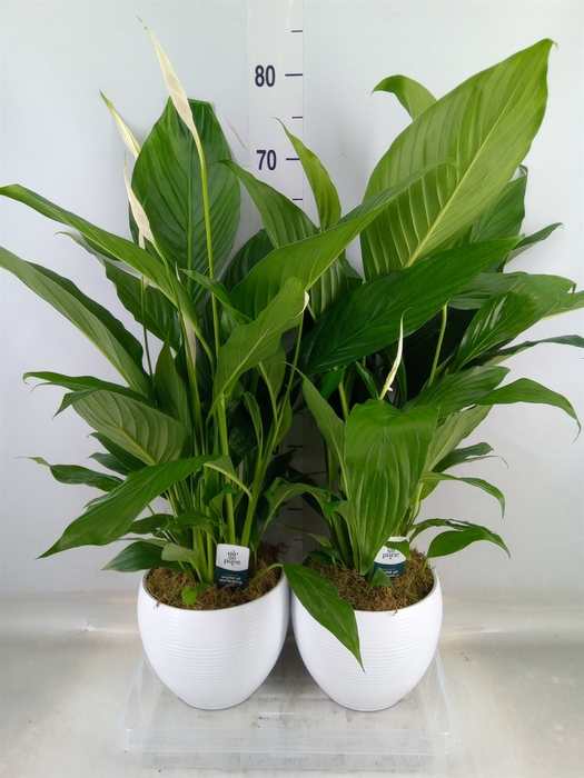<h4>Spathiphyllum  'Bingo Cupido'</h4>