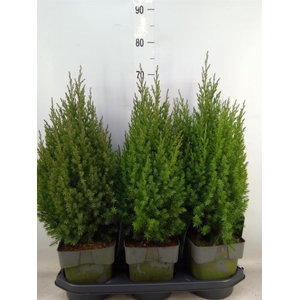 Juniperus chinensis 'Stricta'