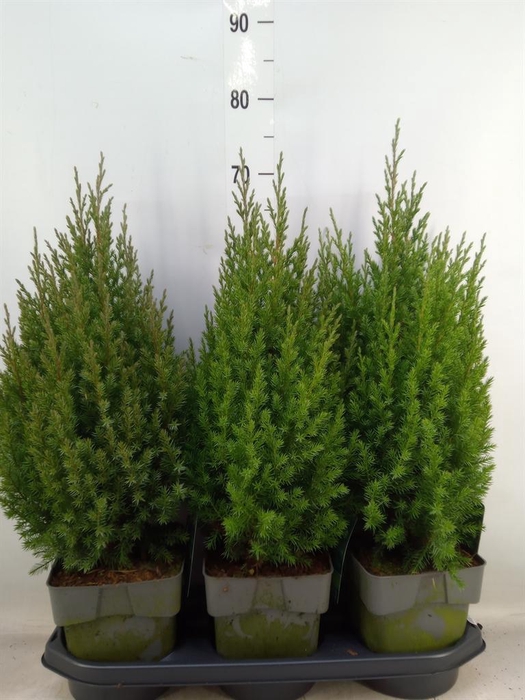 <h4>Juniperus chinensis 'Stricta'</h4>