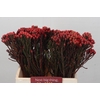 Kaaps Groen Red Brunia