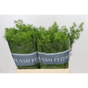 Asparagus Umbellatus