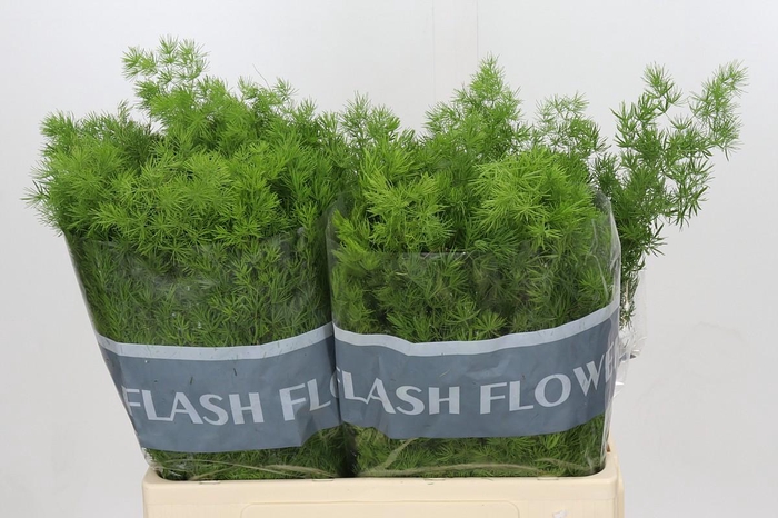 <h4>Asparagus Umbellatus</h4>