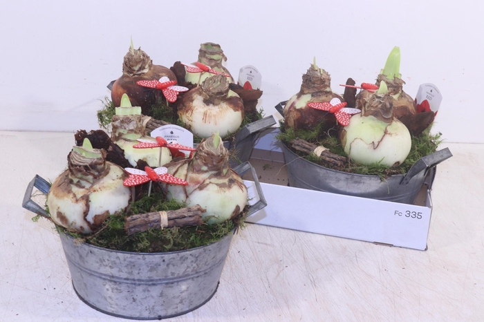 <h4>ARR HIPPEASTRUM</h4>