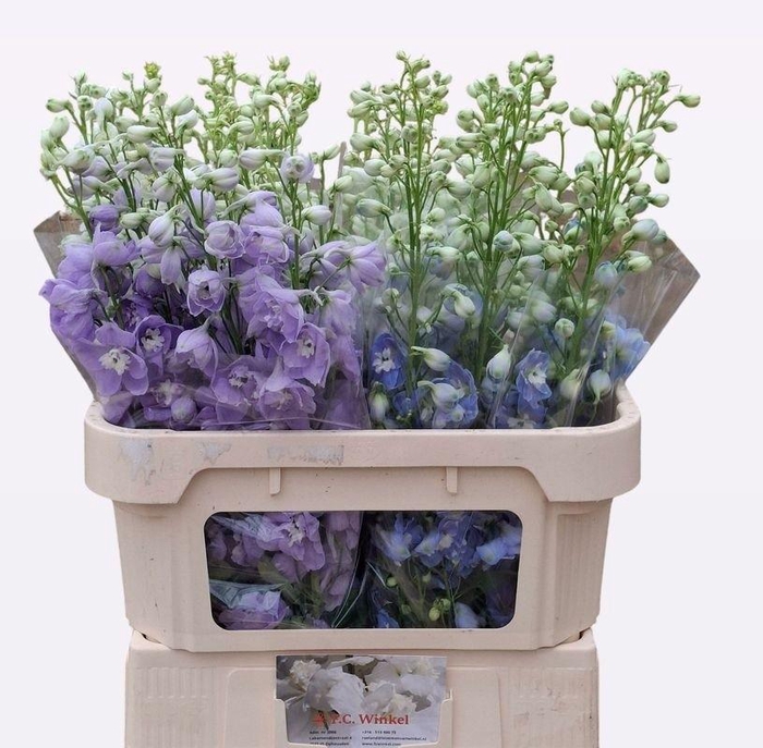 <h4>DELPH DU GEM</h4>