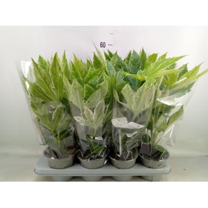 Fatsia japonica 'Variegata'