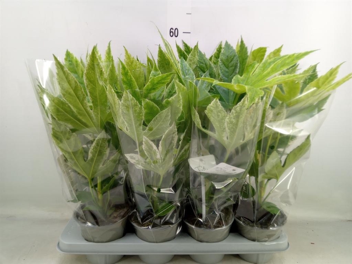 <h4>Fatsia japonica 'Variegata'</h4>