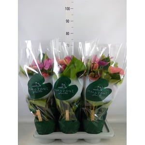 Anthurium andr. 'Cavalli'