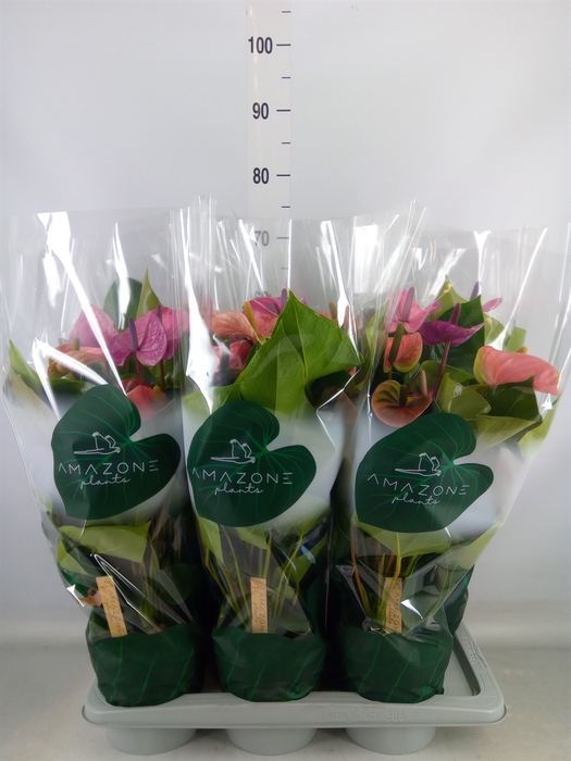<h4>Anthurium andr. 'Cavalli'</h4>