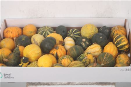 <h4>Cuc P Wratten Mix X40</h4>