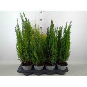 Conifers   ...mix