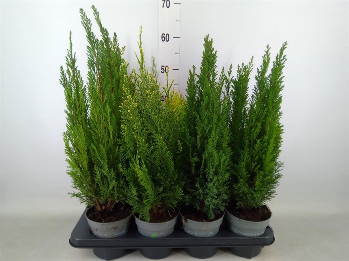 <h4>Conifers   ...mix</h4>