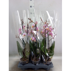 Phalaenopsis  'Corolla Beach'