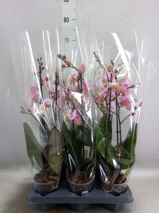 <h4>Phalaenopsis  'Corolla Beach'</h4>
