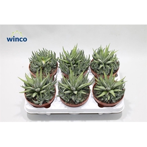 Haworthia Fasciata Concolor