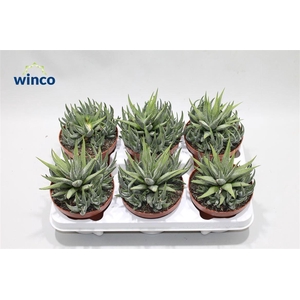 Haworthia Fasciata Concolor