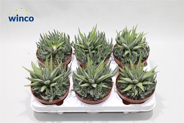 <h4>Haworthia Fasciata Concolor</h4>