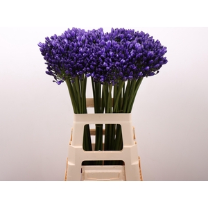 Agap Eyfori Blue