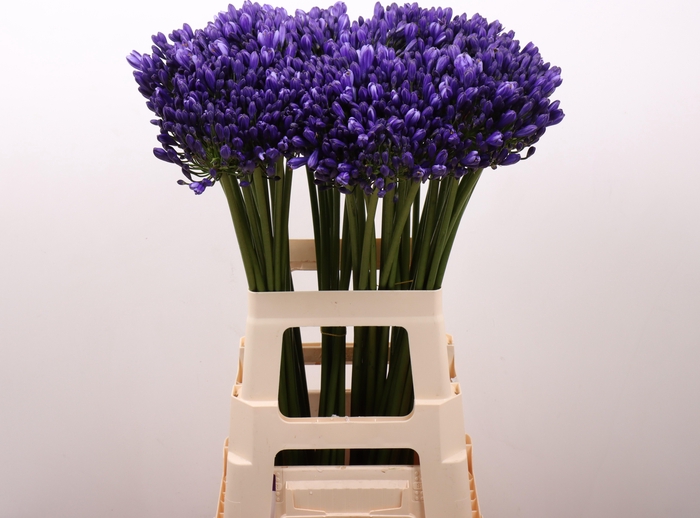 <h4>AGAP EYFORI BLUE</h4>