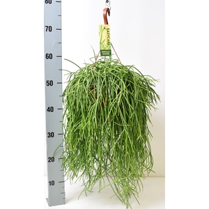 Rhipsalis   ...