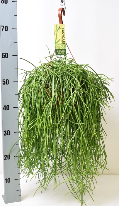 <h4>Rhipsalis   ...</h4>