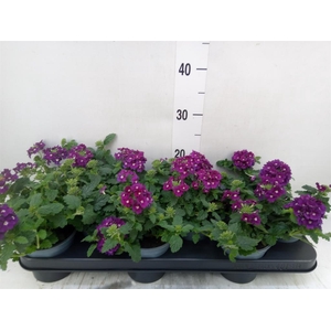 Verbena  'Lascar Purple'