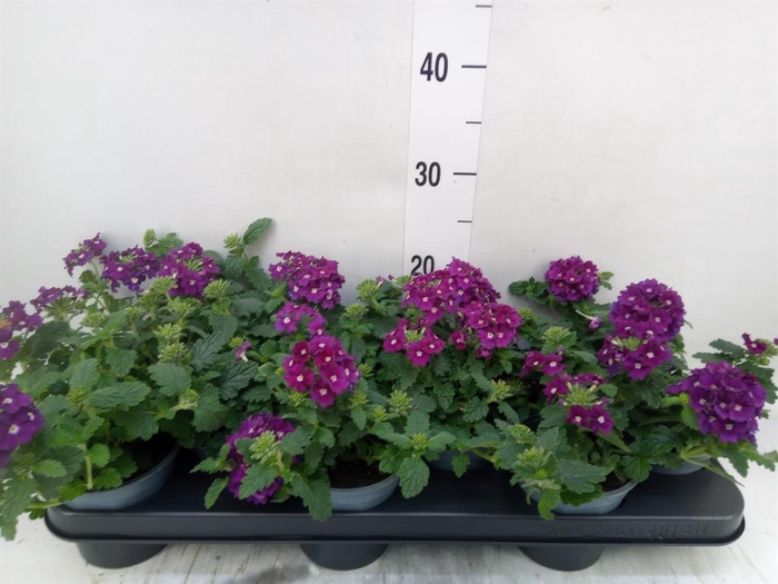<h4>Verbena  'Lascar Purple'</h4>