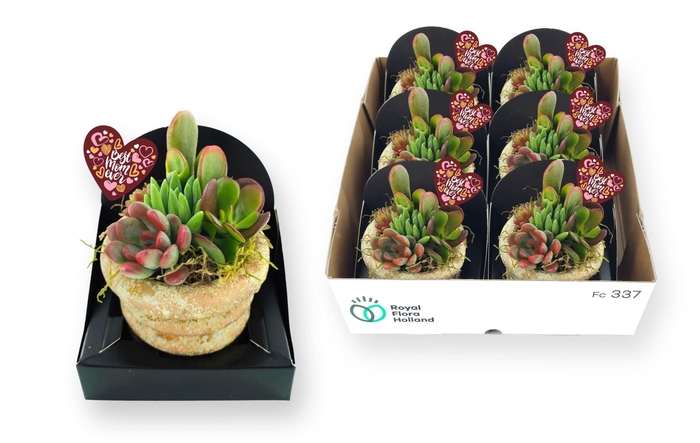 <h4>Arr.  Succulents L%</h4>
