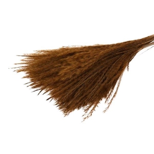 Bunch Fluffy Silver Grass 10pcs L75