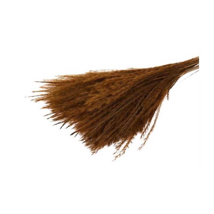 <h4>Bunch Fluffy Silver Grass 10pcs L75</h4>