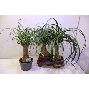 arr8 Beaucarnea Recur