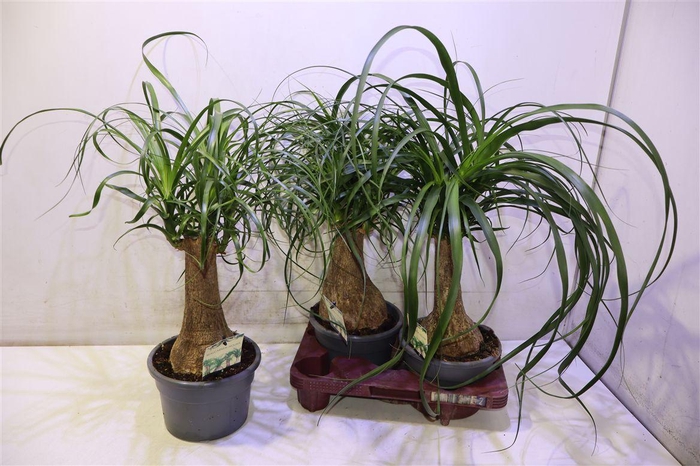 <h4>arr8 Beaucarnea Recur</h4>