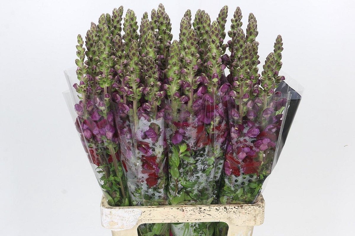 Antirrhinum Potomac Red