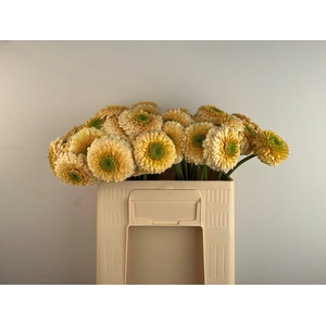 GE MB BOL SATURNSATU