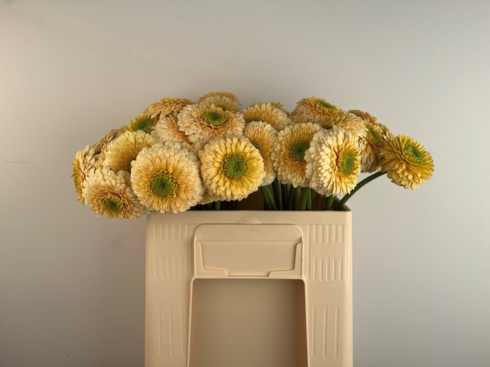 <h4>GE MB BOL SATURNSATU</h4>