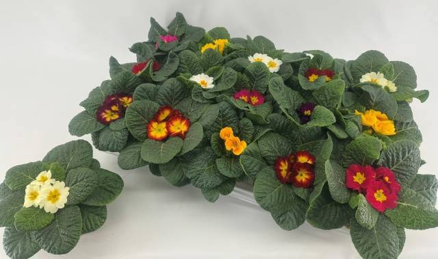 <h4>PRIM AC GEM</h4>