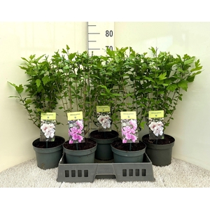 HIBIS SYRIACUS