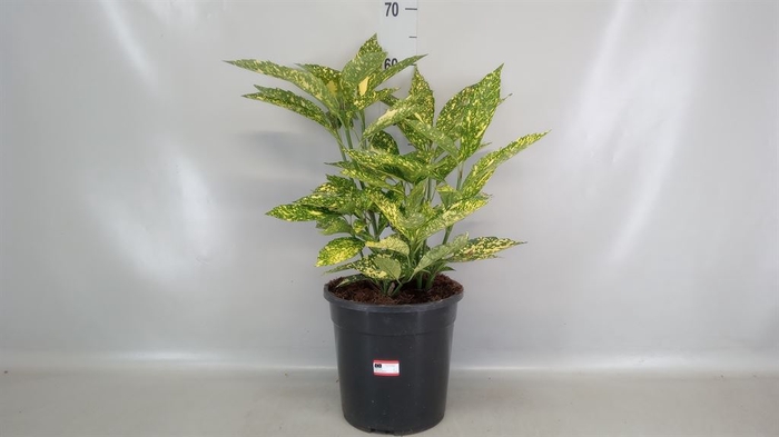 <h4>Aucuba japonica   ...</h4>