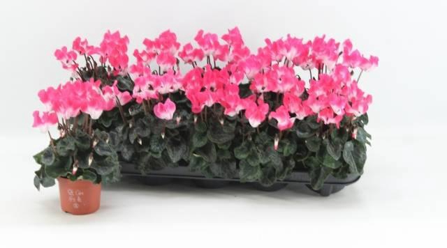 <h4>CYCL MD INDIAKA</h4>