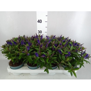 Hebe  'Hebedonna Britta'