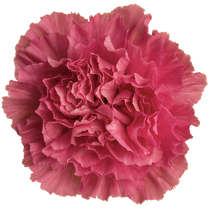 DIAN.ST. Tonic Golem