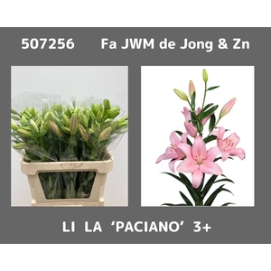 LI LA PACIANO