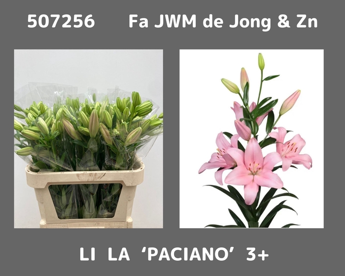 <h4>LI LA PACIANO</h4>
